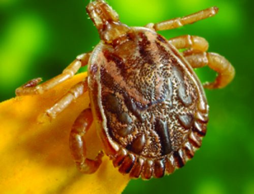 Lyme Disease Research Update