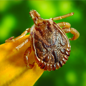 lyme disease research